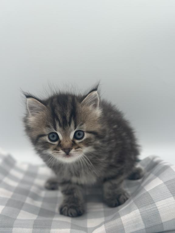 Persian X Mainecoon photo 2