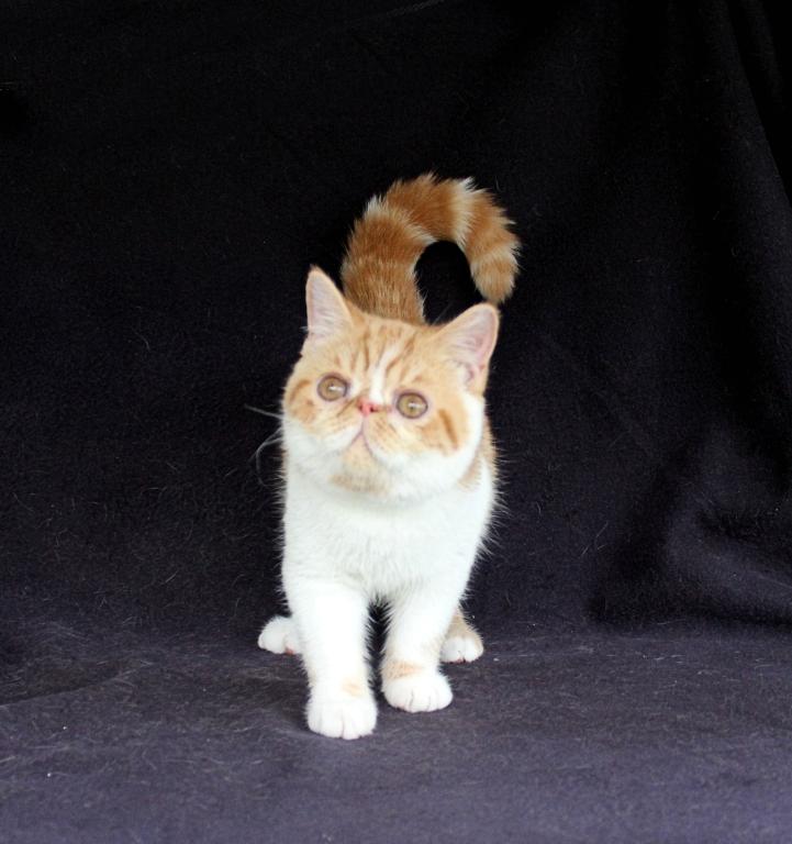 Woah Nellie photo 1