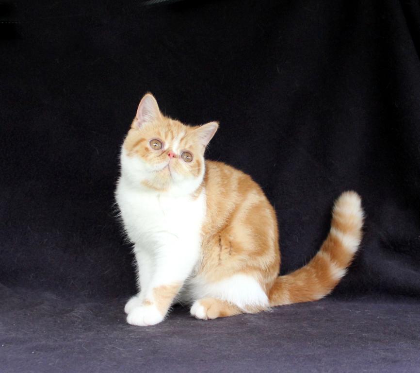 Woah Nellie photo 4