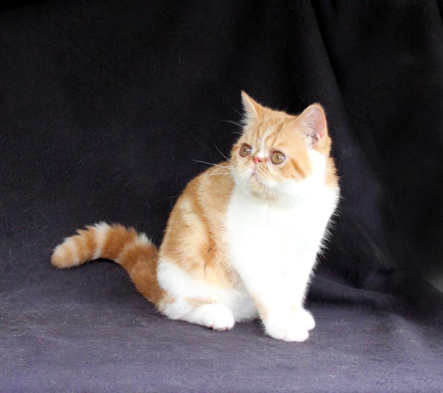 Woah Nellie photo 3