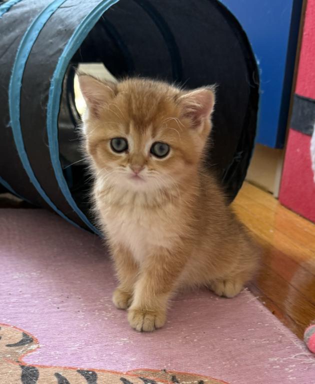 Simba photo 2