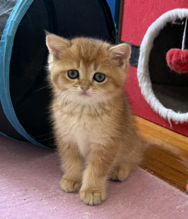 Simba photo 3