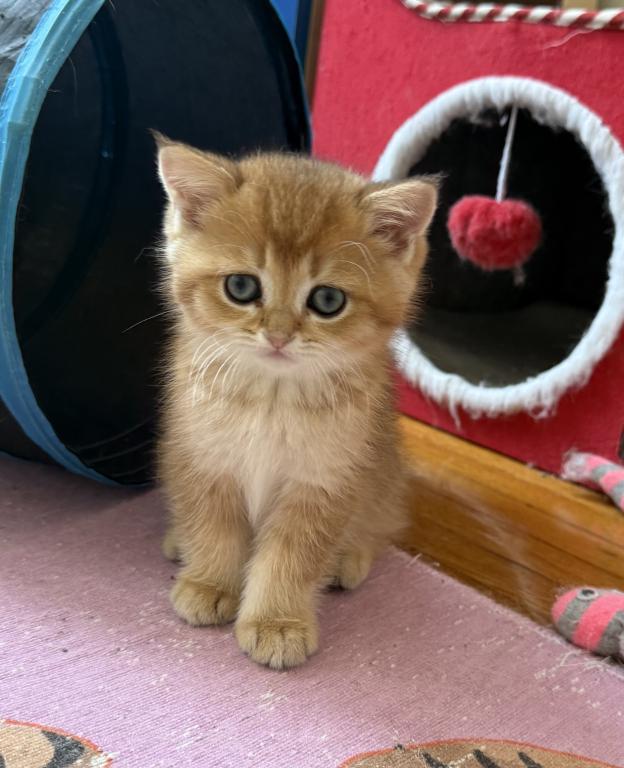 Simba
