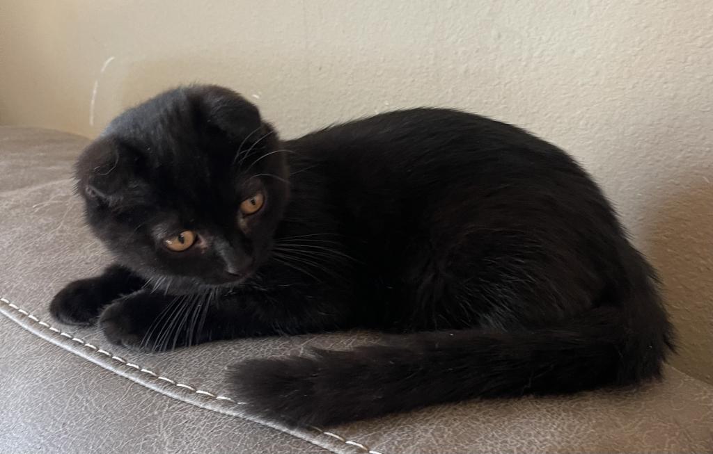 Black Scottish Fold photo 7