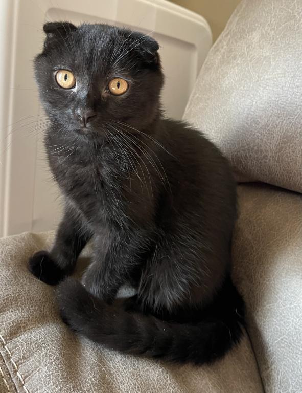 Black Scottish Fold photo 6