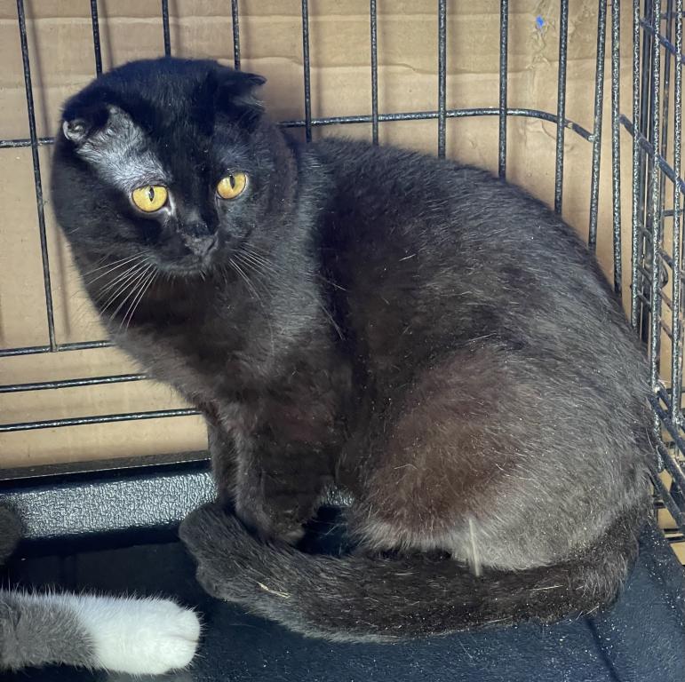 Black Scottish Fold photo 3