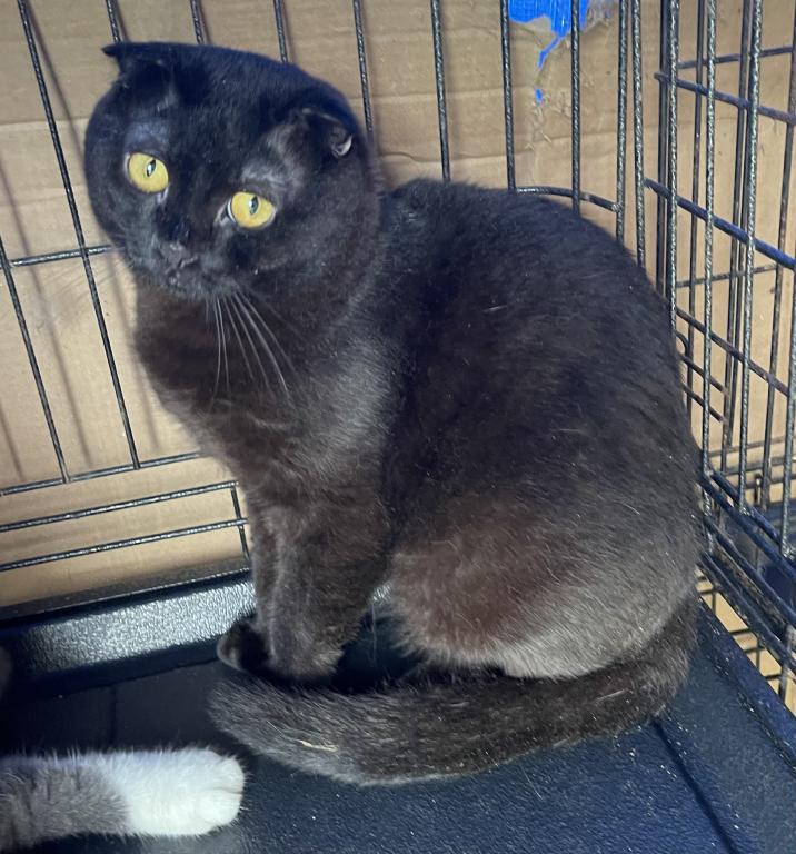 Black Scottish Fold photo 4