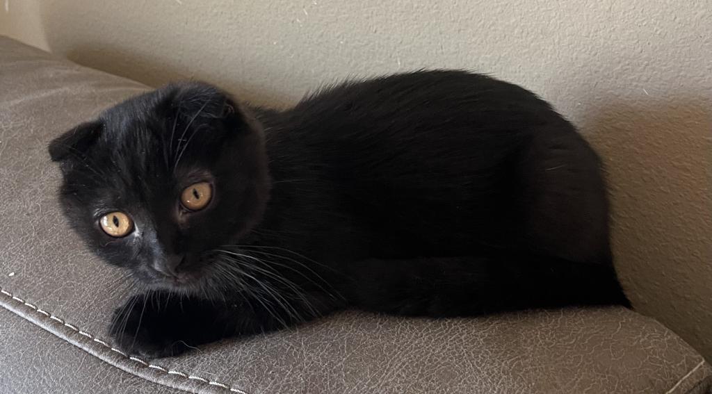 Black Scottish Fold photo 8