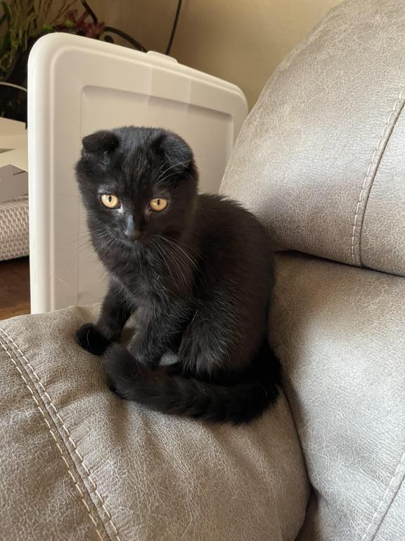 Black Scottish Fold photo 5