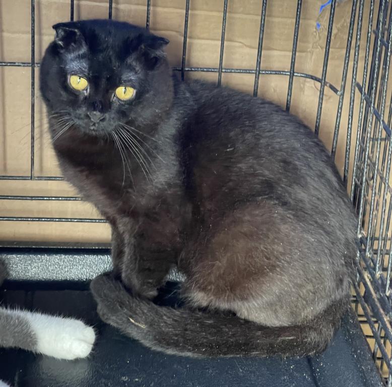 Black Scottish Fold photo 2