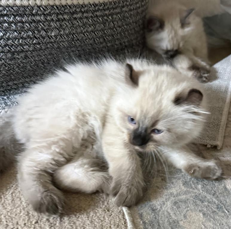 Buttercup And Lover Boy photo 6