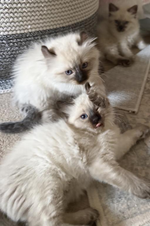 Buttercup And Lover Boy photo 2