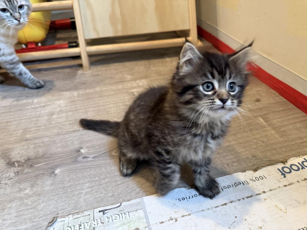 Duchess Litter