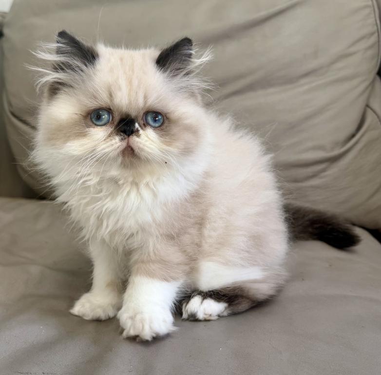 Lil Rascal photo 4
