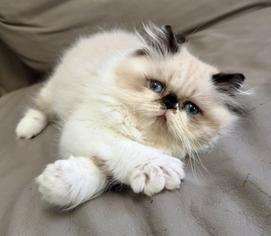 Lil Rascal photo 2