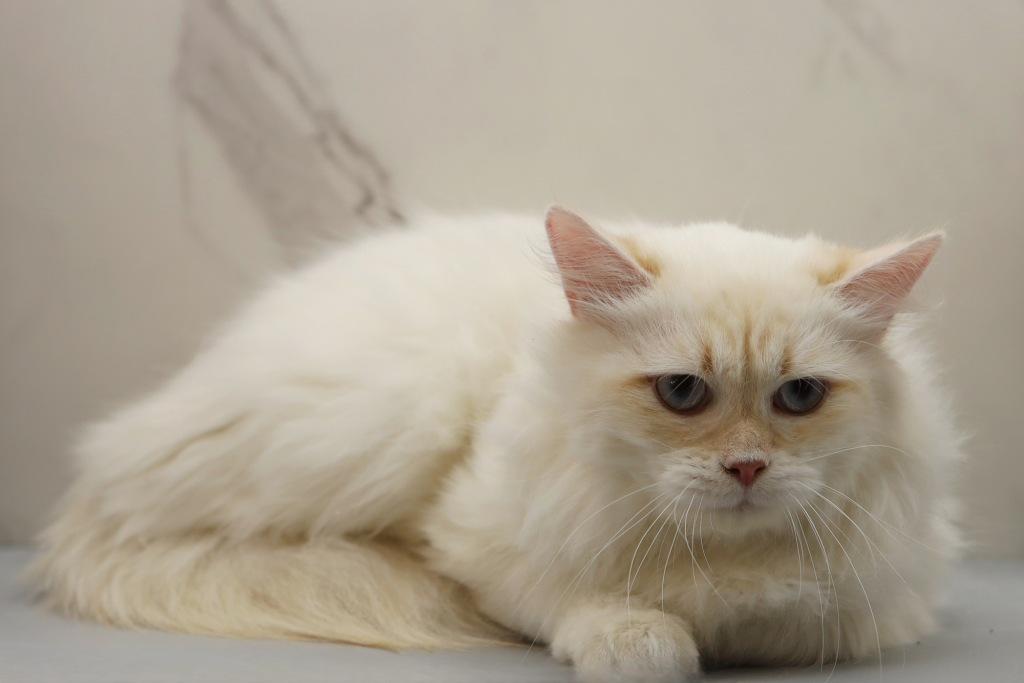 YoMoyo Of RomanovCats photo 6