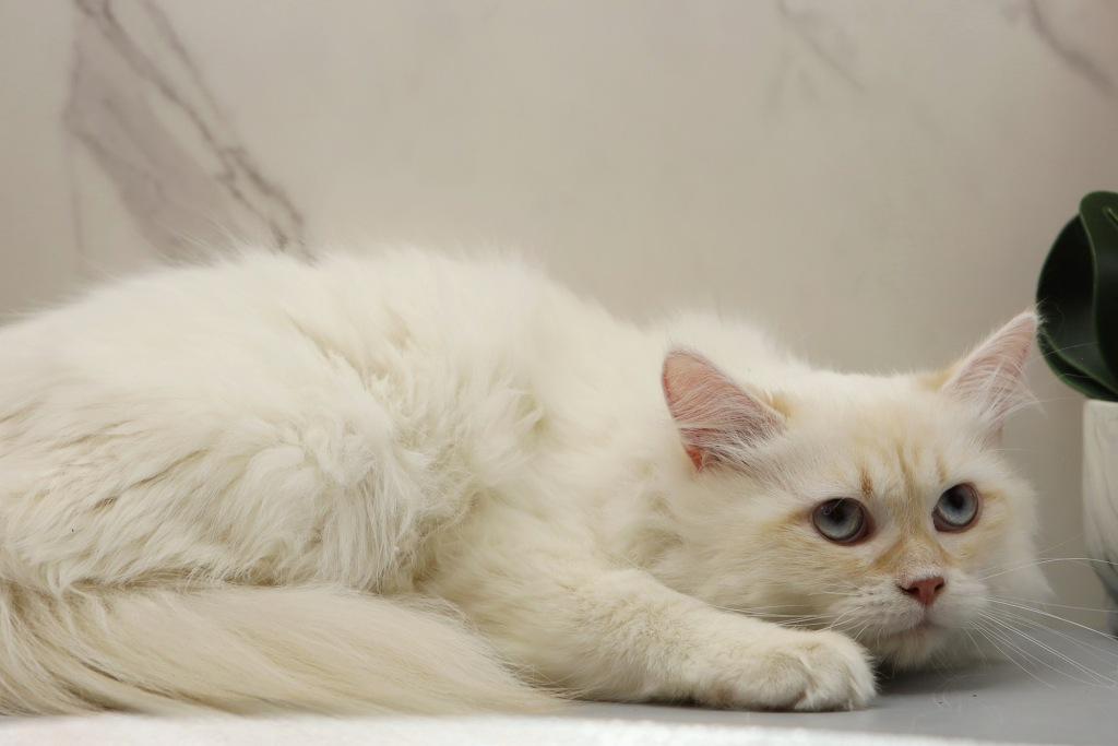 YoMoyo Of RomanovCats photo 7