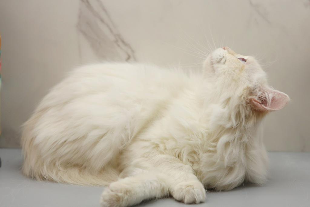 YoMoyo Of RomanovCats photo 4