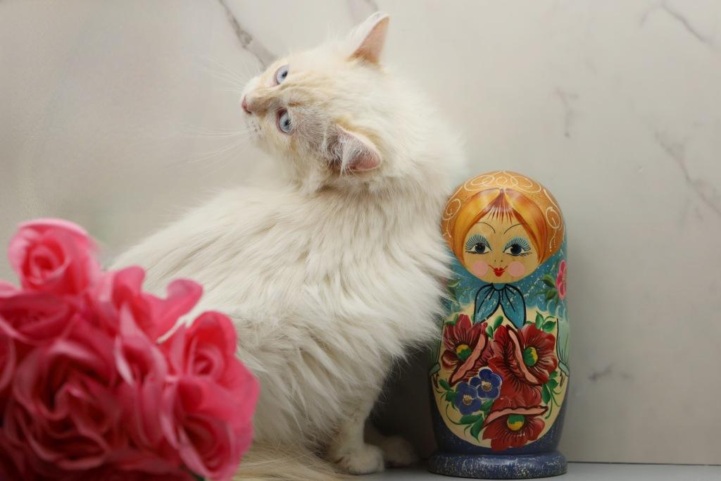 YoMoyo Of RomanovCats photo 8