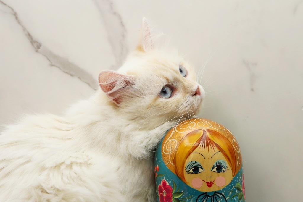 YoMoyo Of RomanovCats photo 9