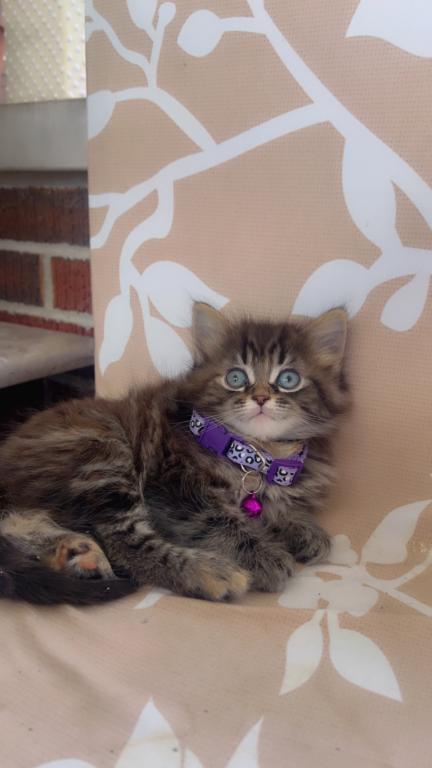 Beautiful Kittens Ready For A Home photo 5
