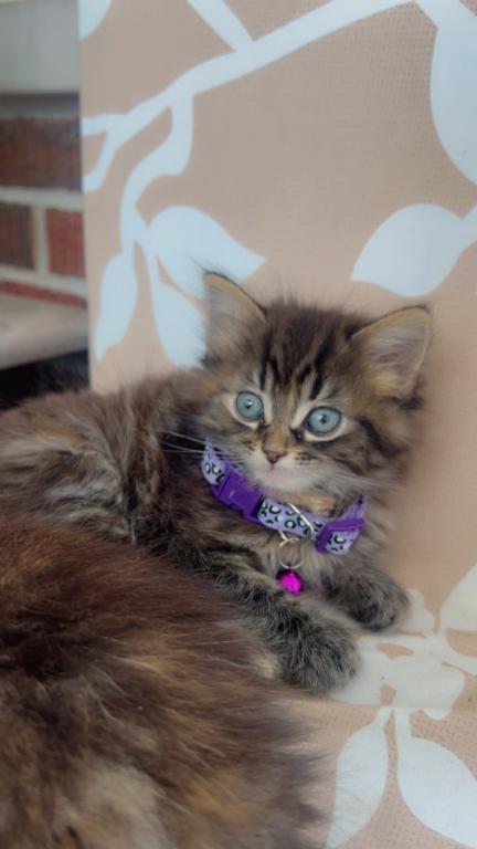 Beautiful Kittens Ready For A Home photo 3