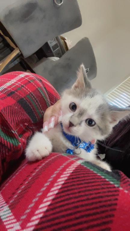 Beautiful Kittens Ready For A Home photo 2