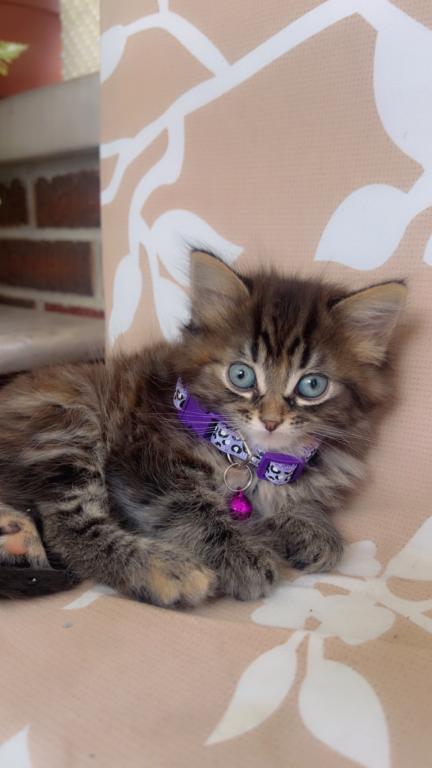 Beautiful Kittens Ready For A Home photo 4