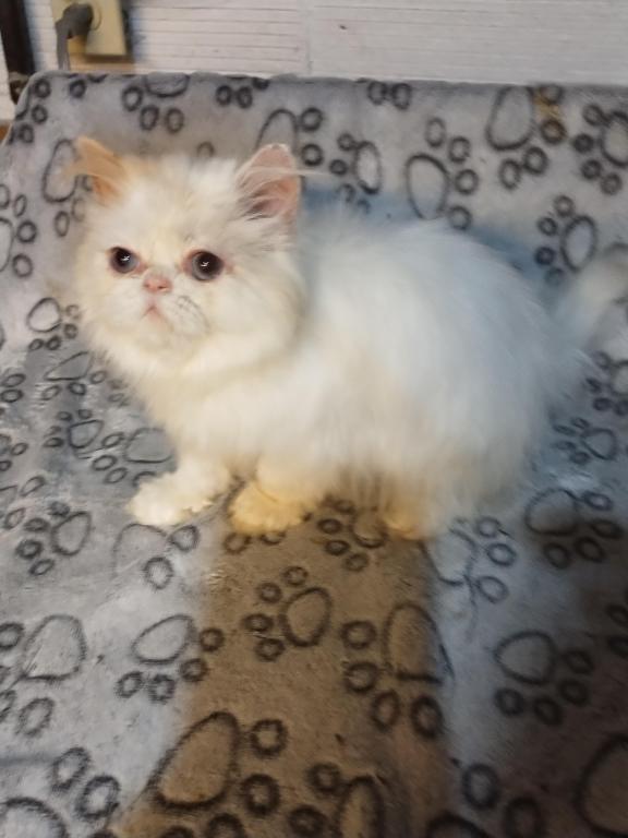 Himalayan Kittens photo 2