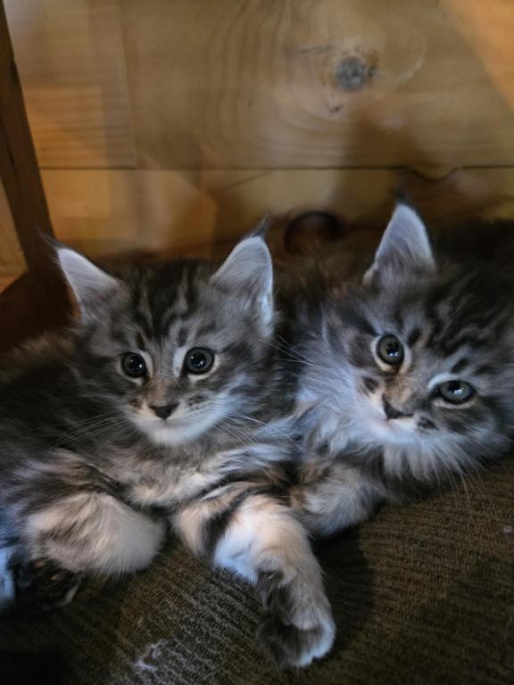 Main Coon Kittens With Breeding Rights