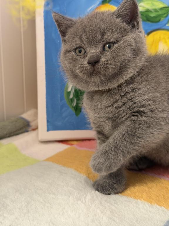 Mimi photo 39
