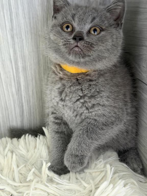 Mimi photo 16