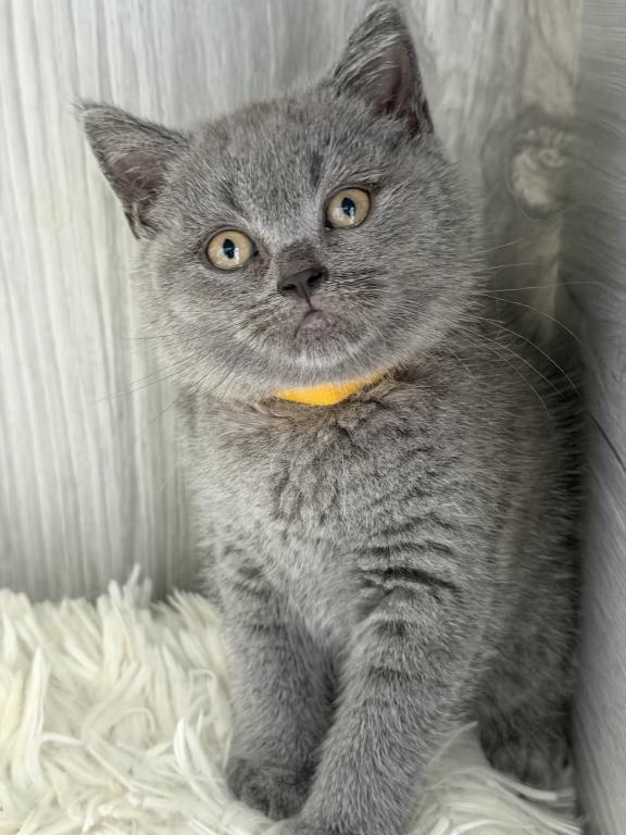 Mimi photo 23