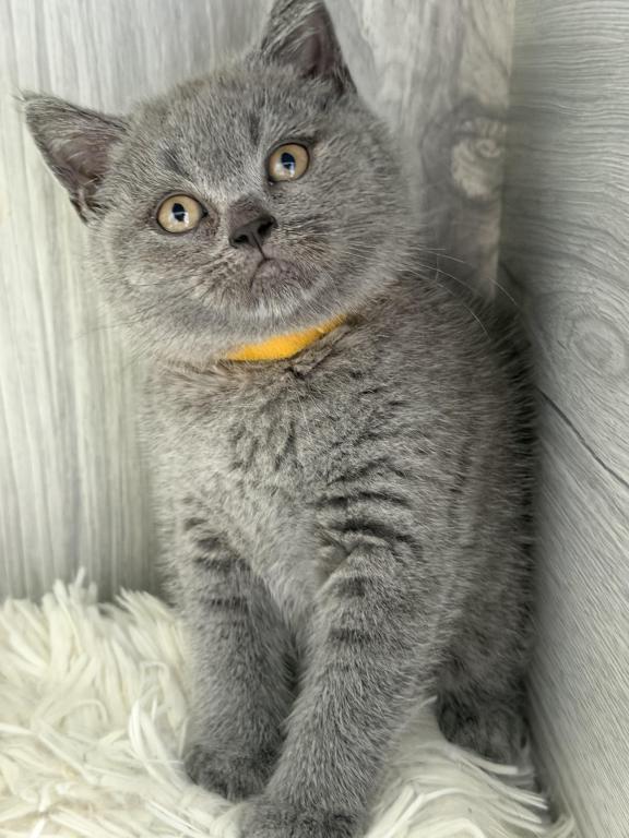 Mimi photo 19