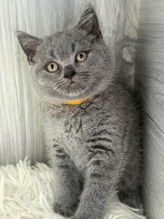 Mimi photo 18