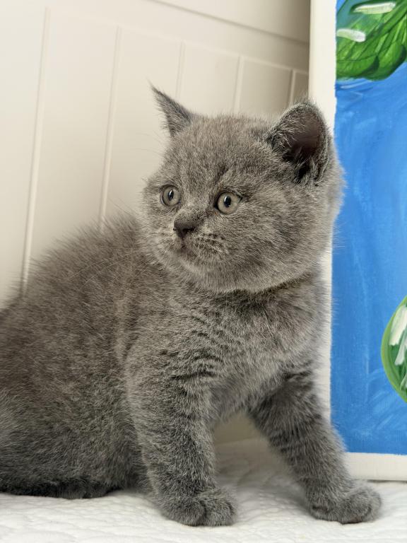 Mimi photo 26