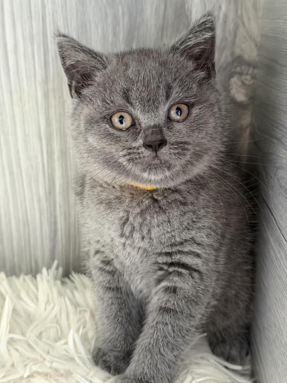 Mimi photo 24