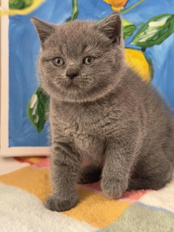Mimi photo 42