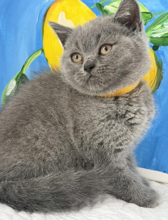 Mimi photo 8