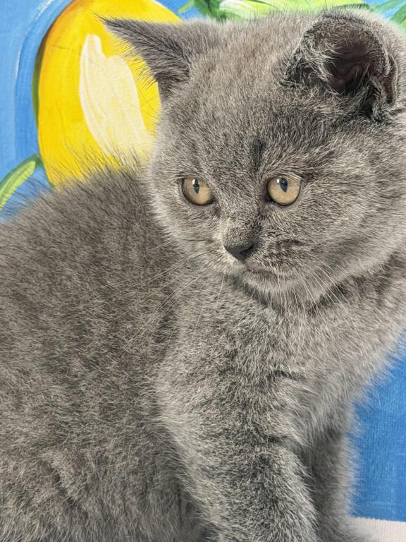 Mimi photo 11