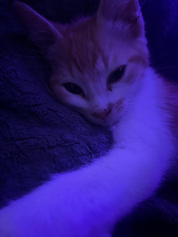 Simba photo 1