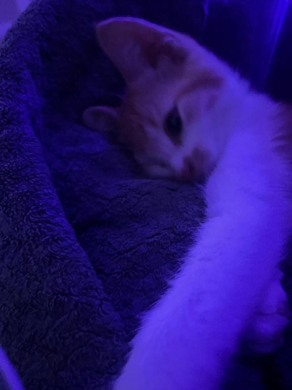 Simba photo 5