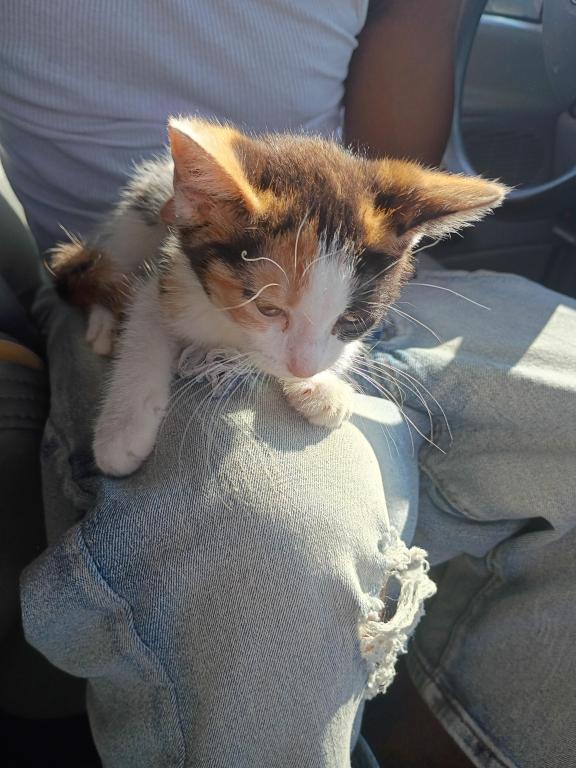 Calico Kitty
