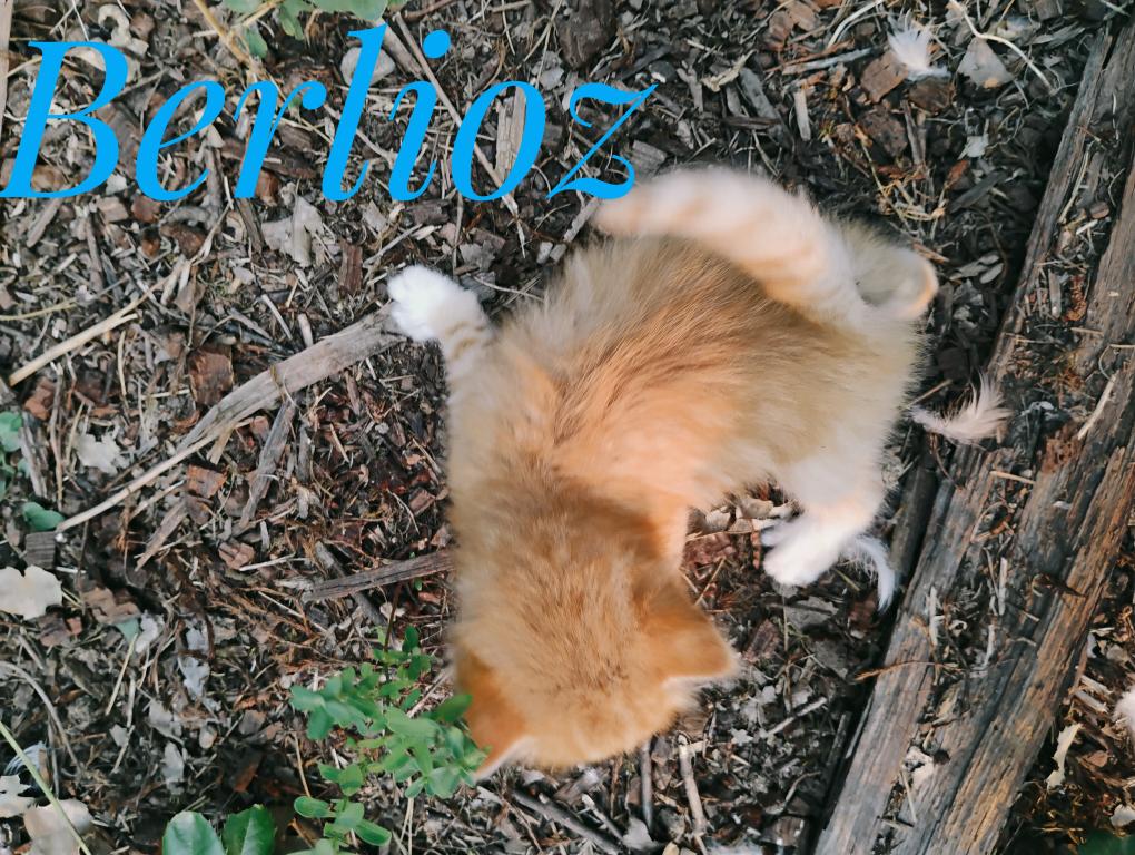 Berlioz photo 3
