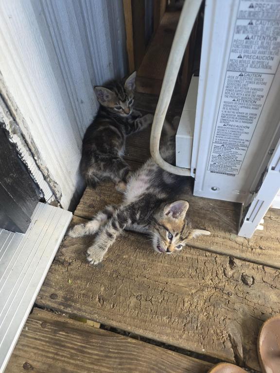 Kitty Litter photo 3