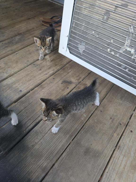 Kitty Litter photo 2