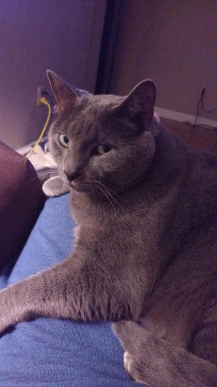 Kitty photo 4