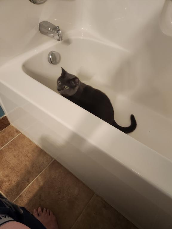 Kitty photo 7