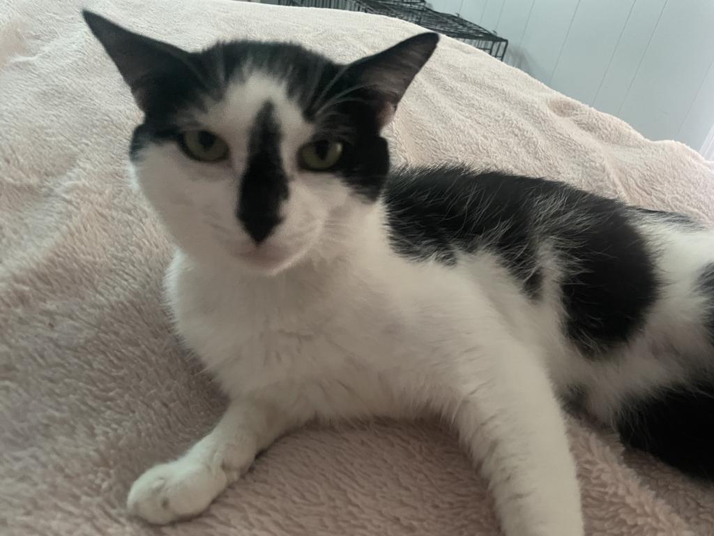 Oreo