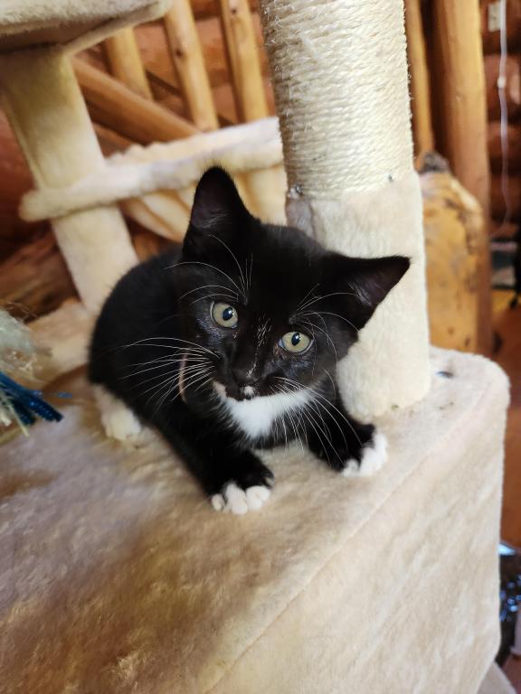 Toe Kitten photo 4